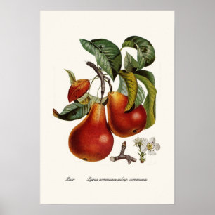Pear Poster