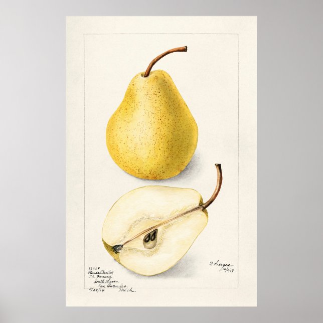 Pear Poster (Front)