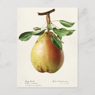 Pear (Pyrus Communis) Fruit Watercolor Painting Postcard