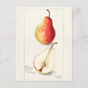 Pear (Pyrus Communis) Fruit Watercolor Painting Postcard