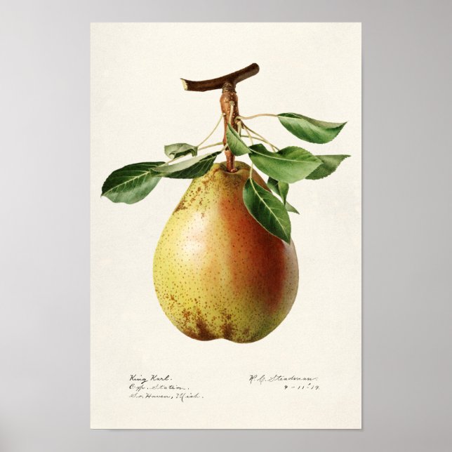 Pear (Pyrus Communis) Fruit Watercolor Painting Poster (Front)