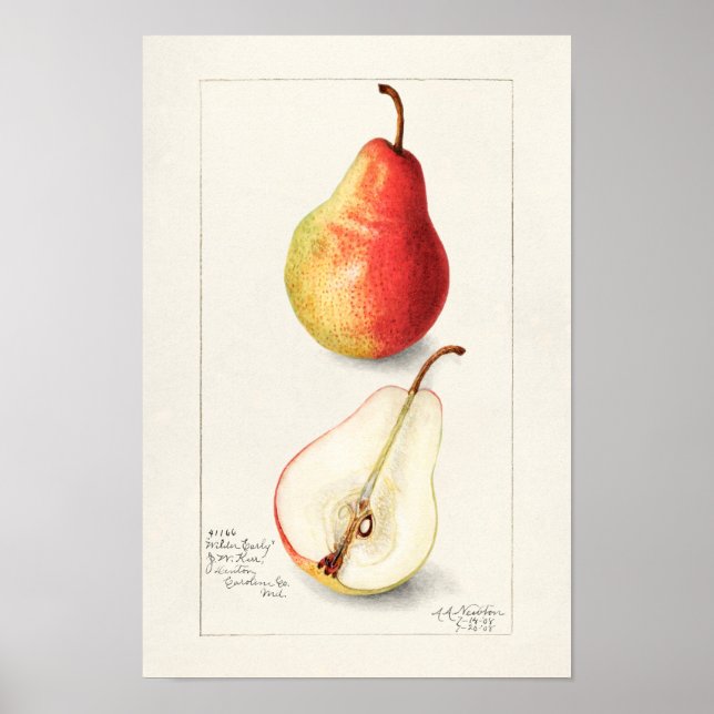 Pear (Pyrus Communis) Fruit Watercolor Painting Poster (Front)