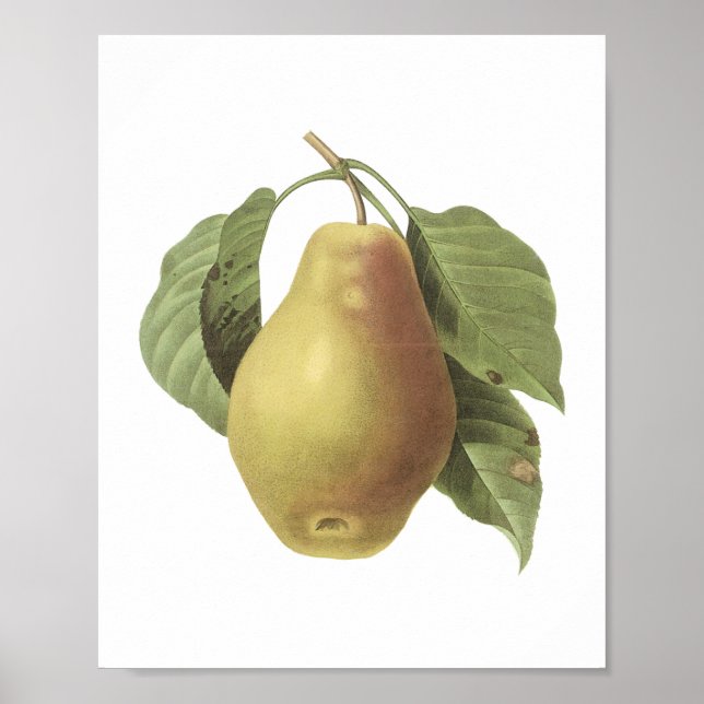 pear(Pyrus sp.) by Redouté Poster (Front)