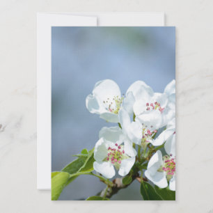 Pear tree blooming