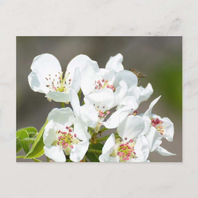 Pear tree blooming postcard (Front)