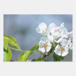 Pear tree blooming wrapping paper sheet