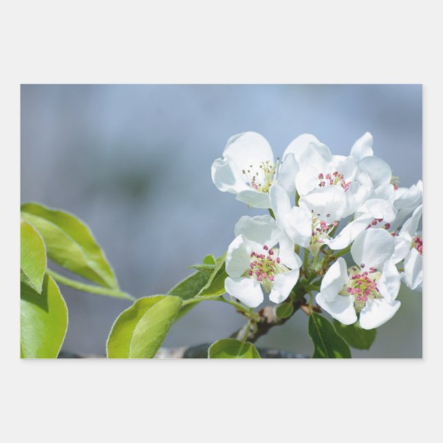 Pear tree blooming wrapping paper sheet (Front)