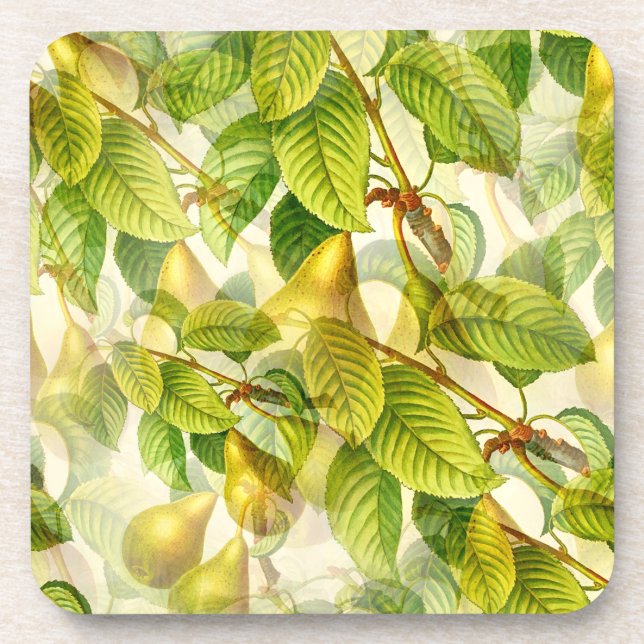 Pear Tree Branches & Pears Pattern  Coaster (Front)