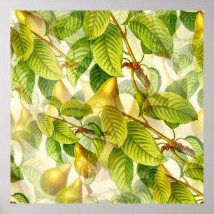 Pear Tree Branches & Pears Pattern  Poster
