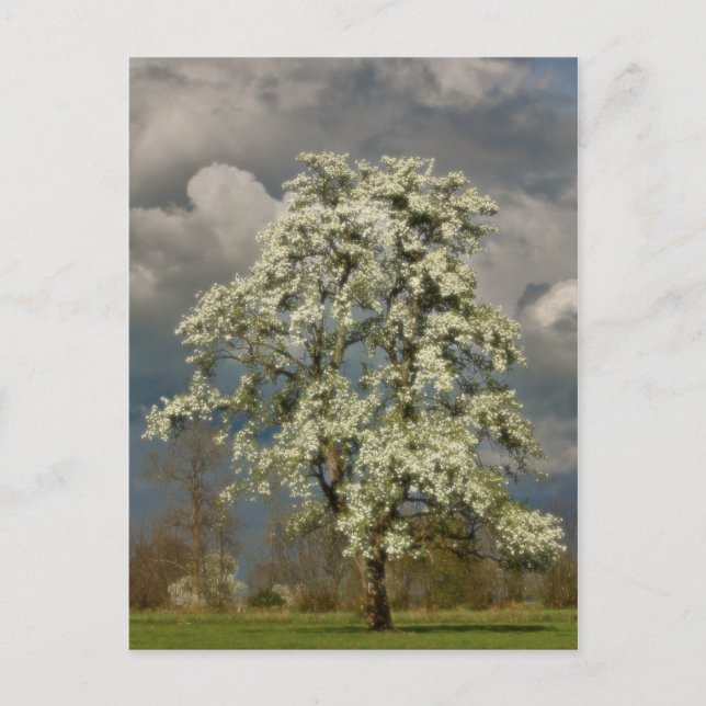Pear tree in blossom postcard (Front)