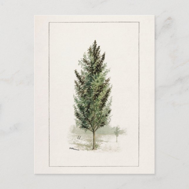 Pear Tree (Pyrus communis) Watercolor Painting Postcard (Front)