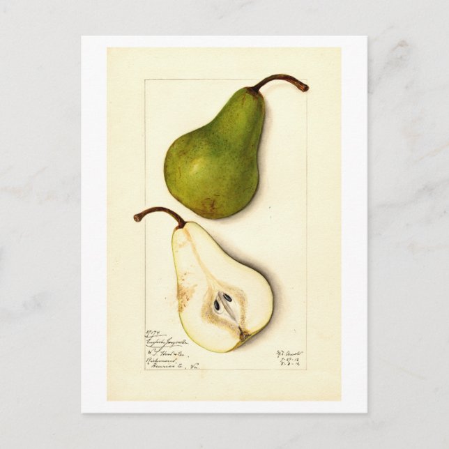 Pear Vintage Botanical Illustration Postcard (Front)