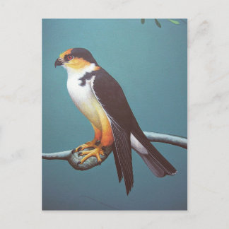 Pearl Kite Postcard