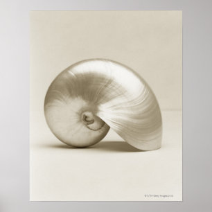 Pearl Nautilus Seashell Poster