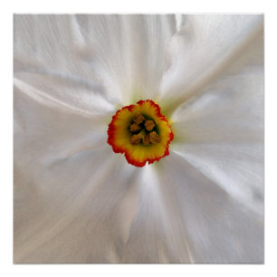 pearl white narcissus poster