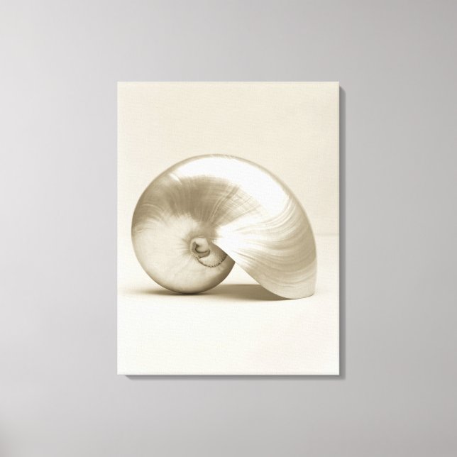 Pearlised nautilus sea shell canvas print (Front)