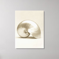 Pearlised nautilus sea shell