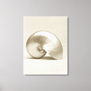 Pearlised nautilus sea shell canvas print