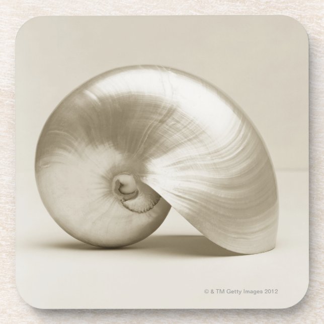 Pearlised nautilus sea shell coaster (Front)