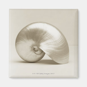 Pearlised nautilus sea shell magnet