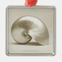 Pearlised nautilus sea shell