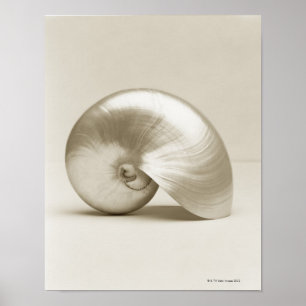 Pearlised nautilus sea shell poster