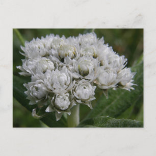 Pearly Everlasting, Unalaska Island Postcard