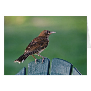 Pearly-eyed Thrasher (Puerto Rico)