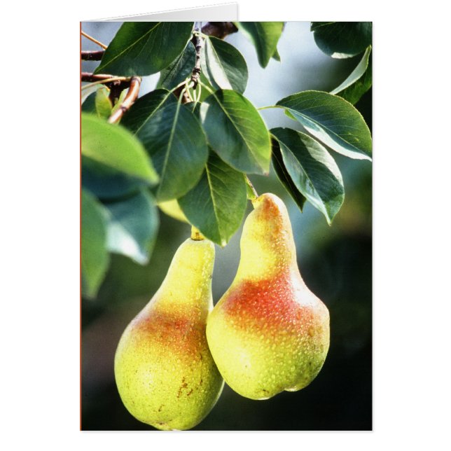 Pears on a Tree Photograph (Front)