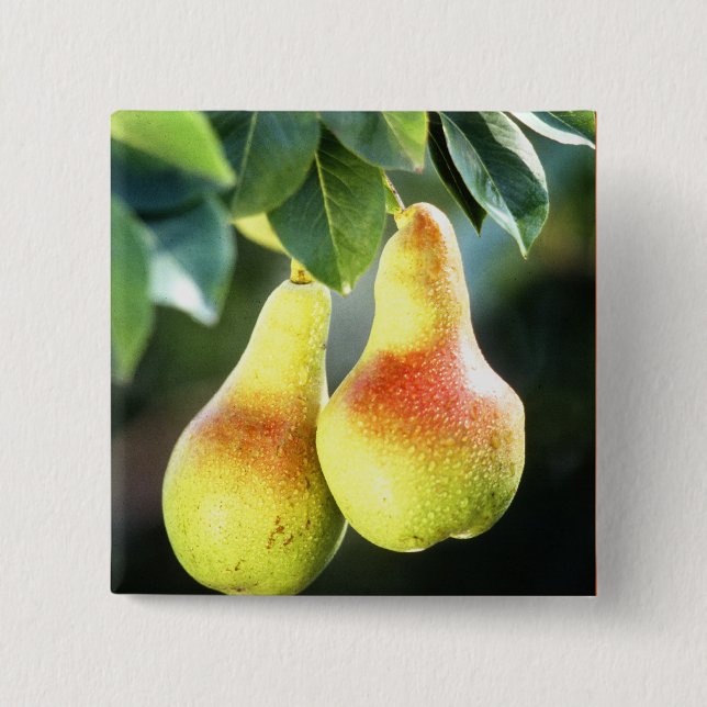 Pears on a Tree Photograph 15 Cm Square Badge (Front)