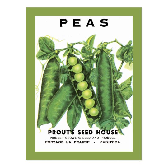Peas Seed Packet Postcard