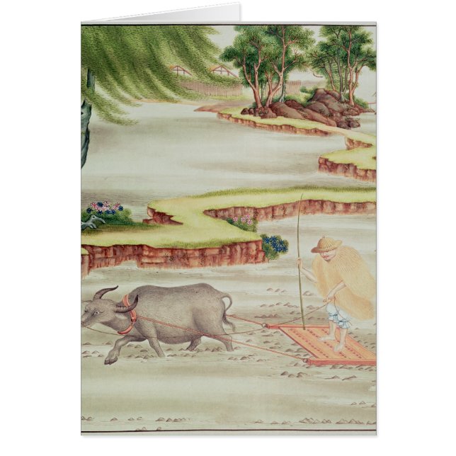 Peasant working in the paddy fields (Front)