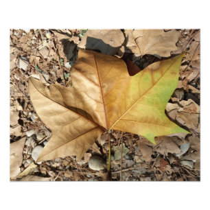 pebbles and leaves photo print