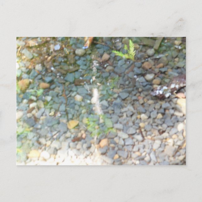 Pebbles in a Stream Postcard (Front)