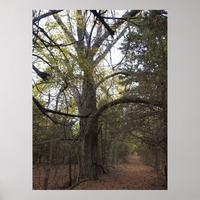 Pecan Gateway Poster (Front)