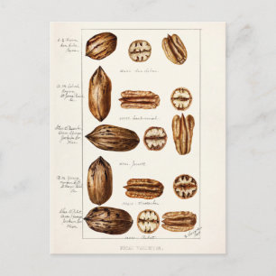 Pecans (Carya Illinoinensis) Watercolor Painting Postcard
