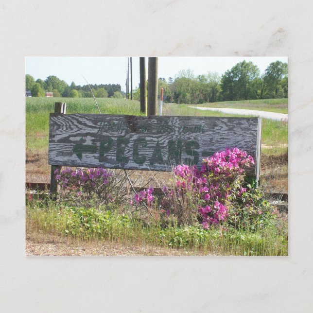 Pecans This Way Sign w/ Azaleas Postcard (Front)