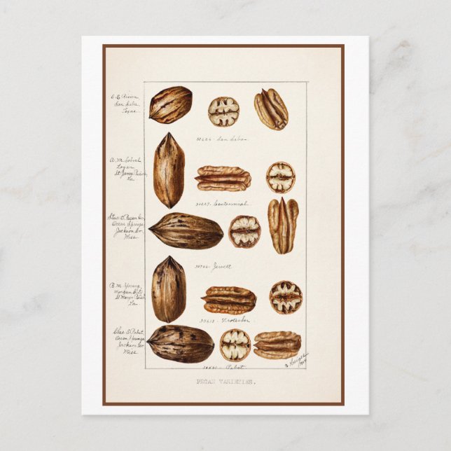 Pecans Vintage Botanical Illustration Postcard (Front)