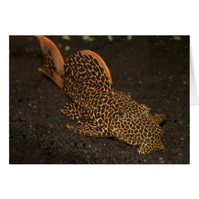 Peckoltia Compta (Front Horizontal)