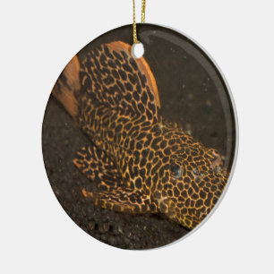 Peckoltia Compta Ceramic Tree Decoration