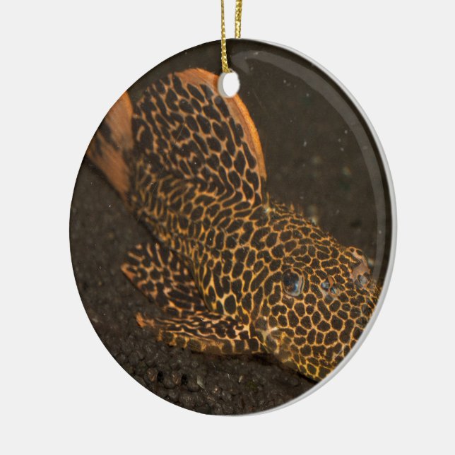 Peckoltia Compta Ceramic Tree Decoration (Left)