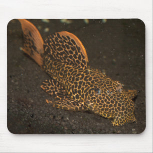 Peckoltia Compta Mouse Mat