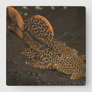 Peckoltia Compta Square Wall Clock