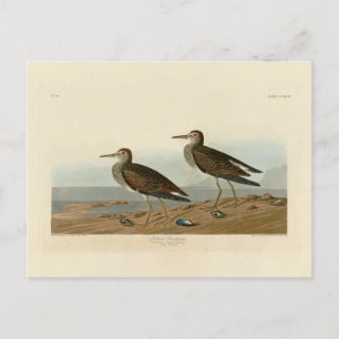 Pectoral Sandpiper from Audubon's Birds of America Postcard