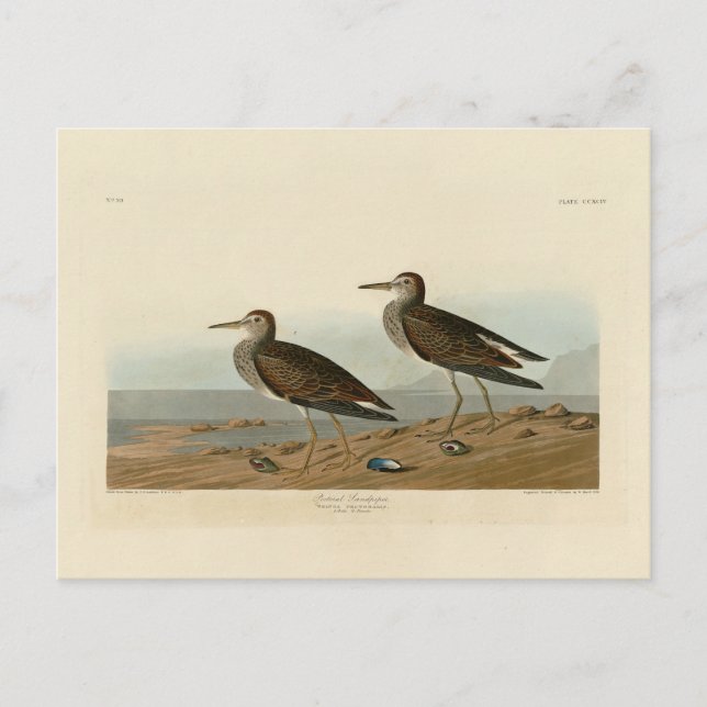 Pectoral Sandpiper from Audubon's Birds of America Postcard (Front)