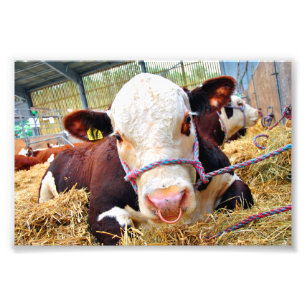 Pedigree Hereford Cow Cattle Photo Print