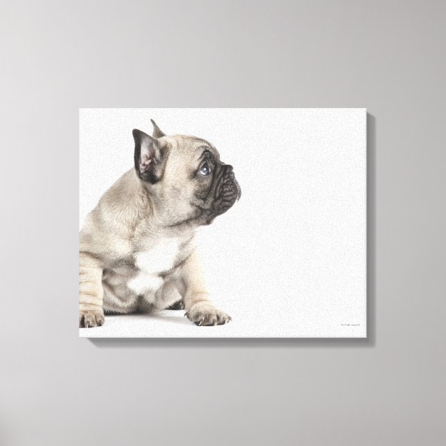 Pedigree puppy canvas print (Front)