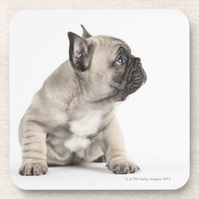 Pedigree puppy coaster (Front)