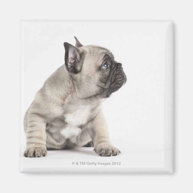 Pedigree puppy magnet (Front)