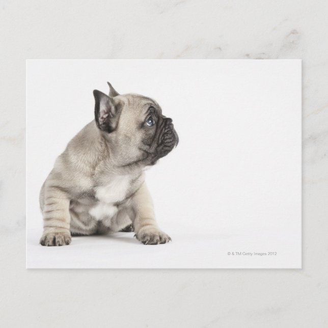 Pedigree puppy postcard (Front)